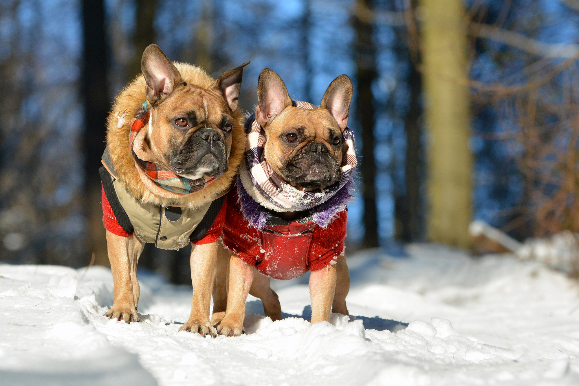 Outerwear Your Dog Needs This Winter