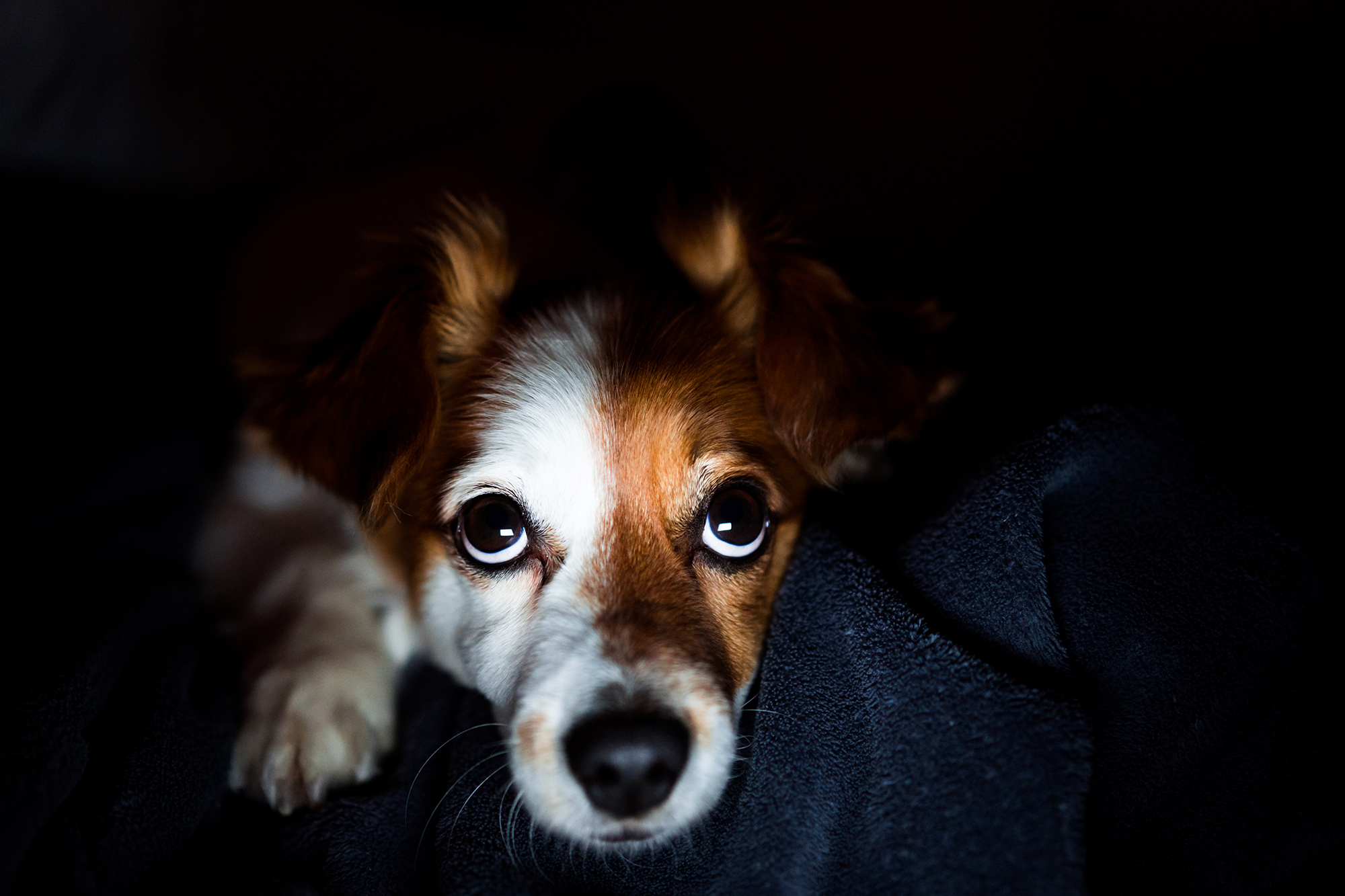 Reasons Why Your Dog Whimpers at Night