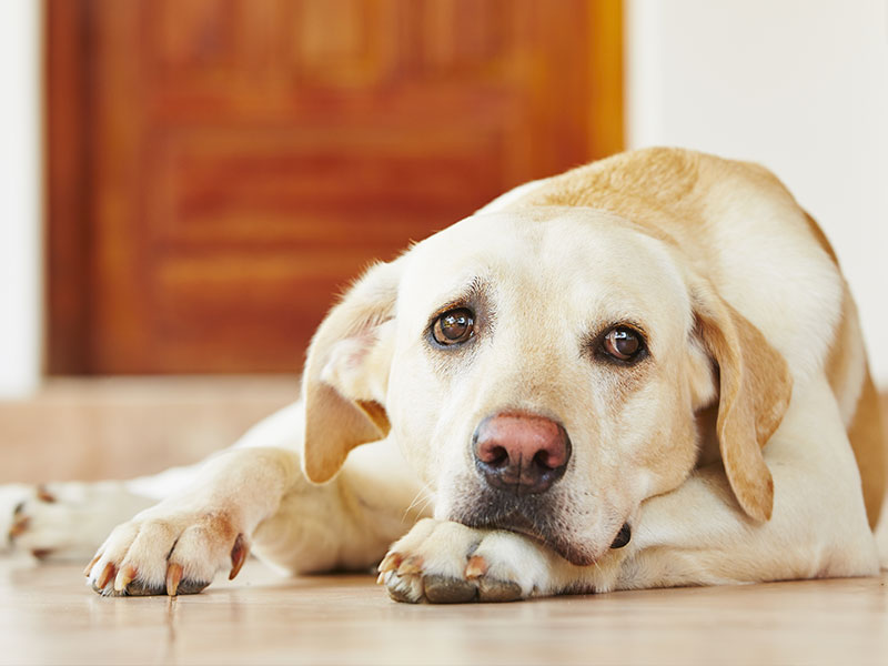 Tips and Tricks To Fight Dog Boredom