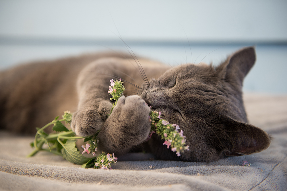 7 Tips for Introducing Your Cat to Catnip
