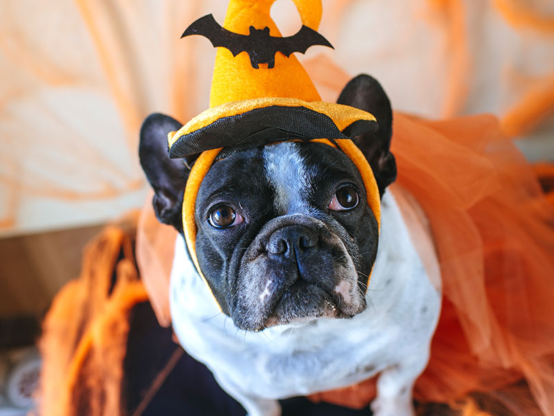 The Six Essentials of Throwing the Best Pet Halloween Party