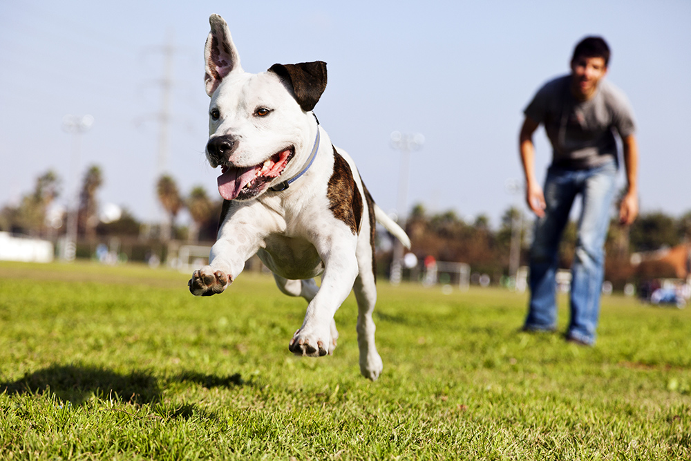 6 Tips for Dog Park Etiquette