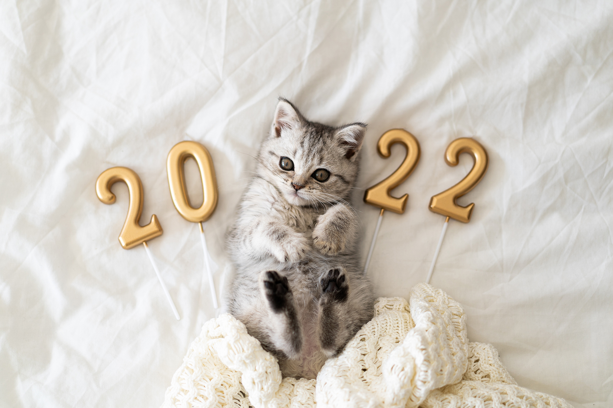 9 New Yearâ€™s Resolutions for You and Your Pet