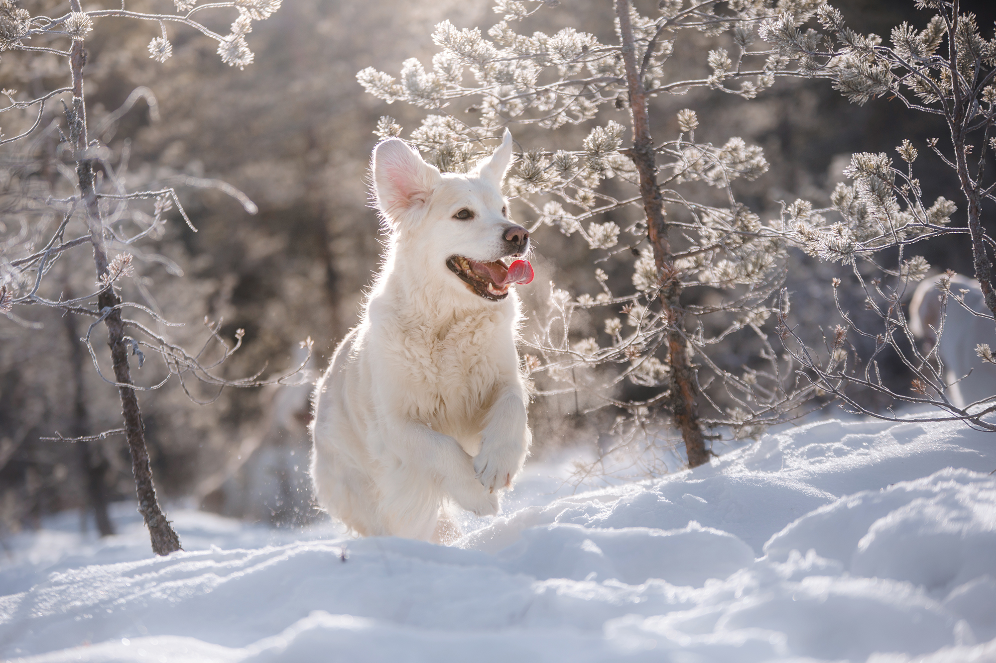 Why Do Dogs Love Snow So Much?