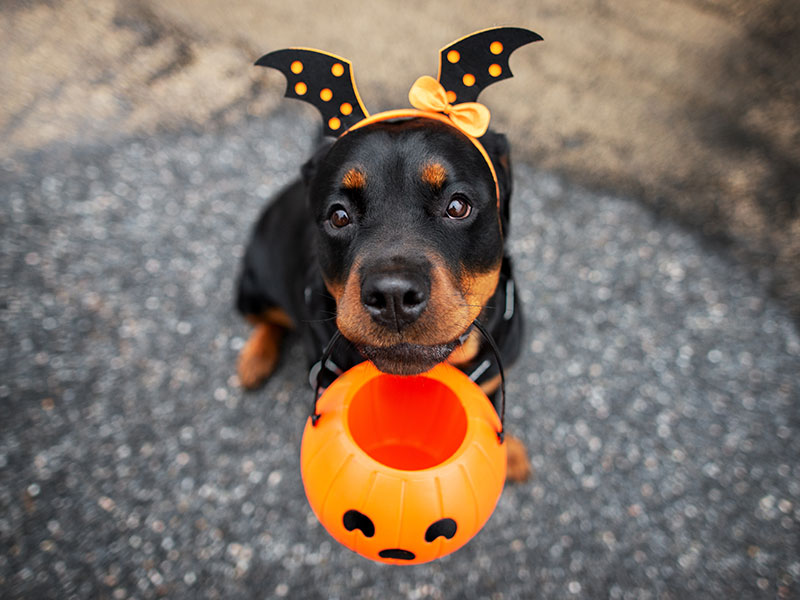 6 Tips for the Safest Halloween With Your Dog