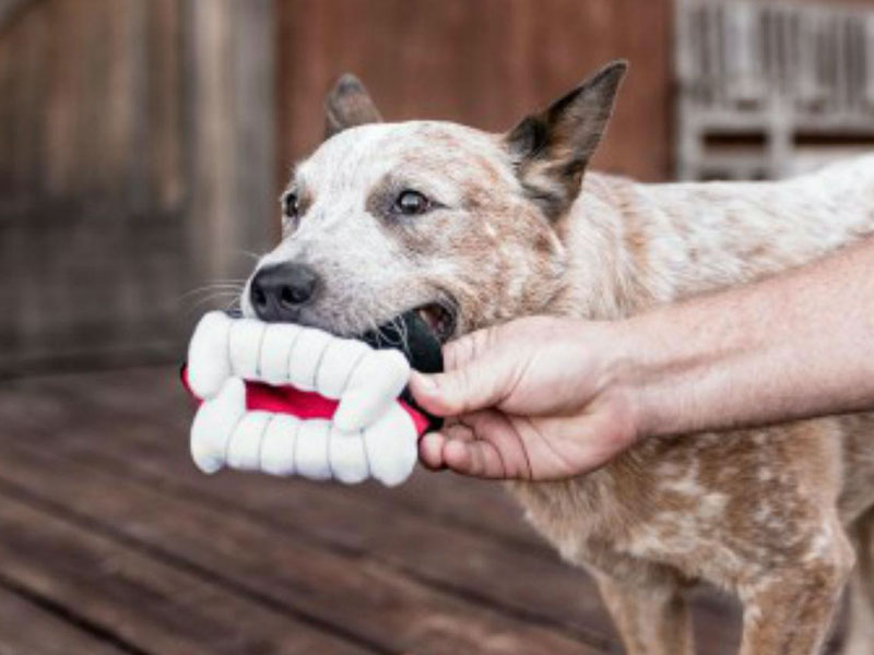 Getting Into the Fun of Halloween With Toys for Your Dog
