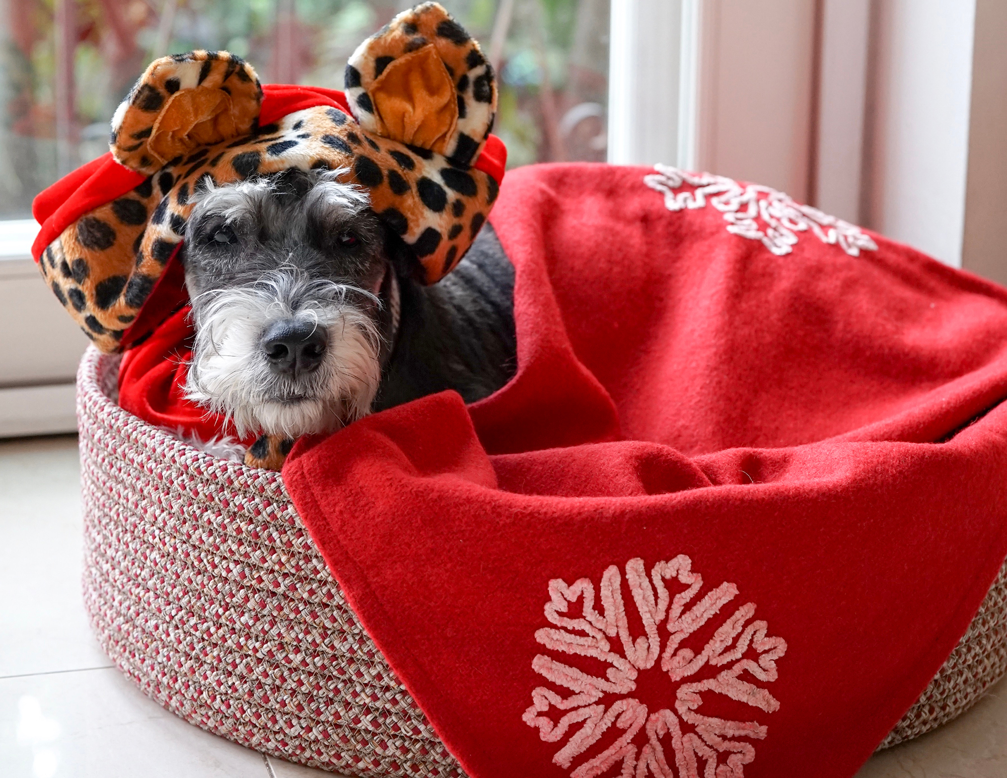 6 Best Pet Beds for the Winter