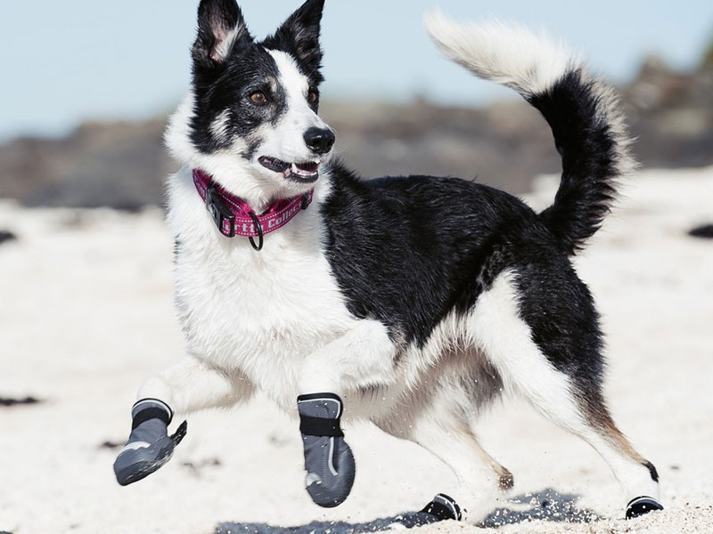 How To Train Your Dog To Wear Boots