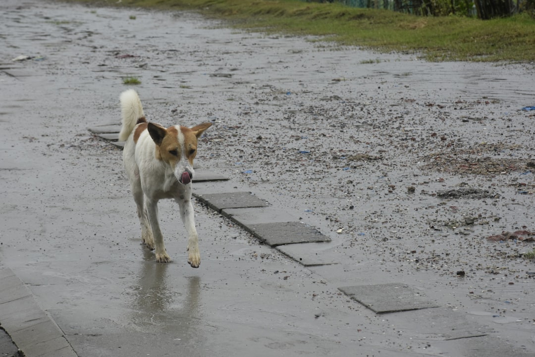No More Wet Woofs: Finding the Perfect Waterproof Dog Coat
