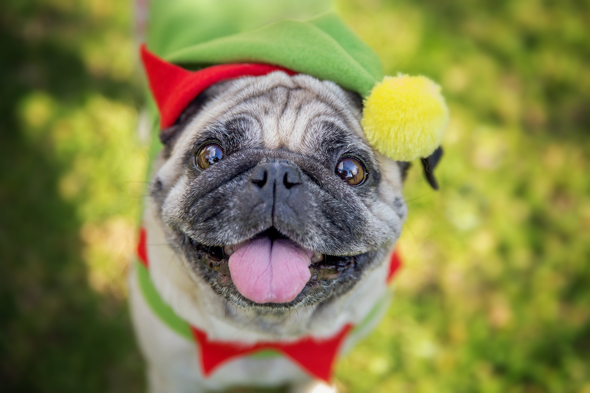 Best Holiday Costumes for Dogs!
