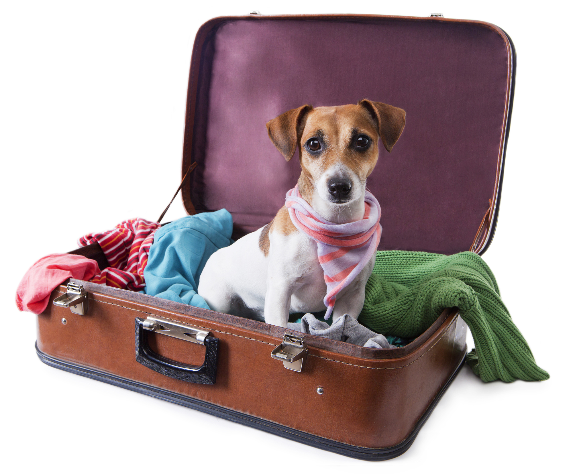 The Best Tips for Leaving Your Pet Behind While Traveling