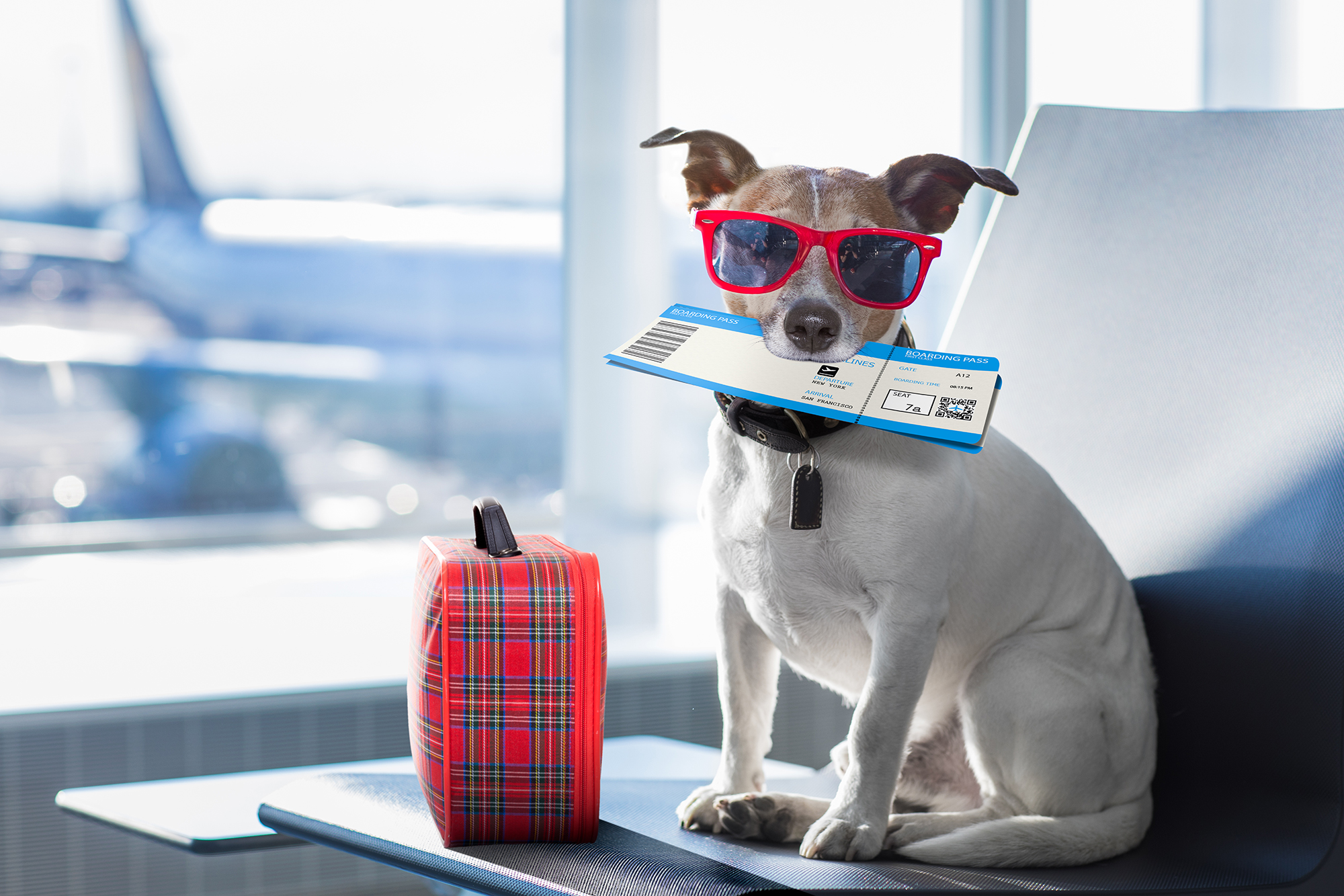4 Holiday Travel Tips for You and Your Pet