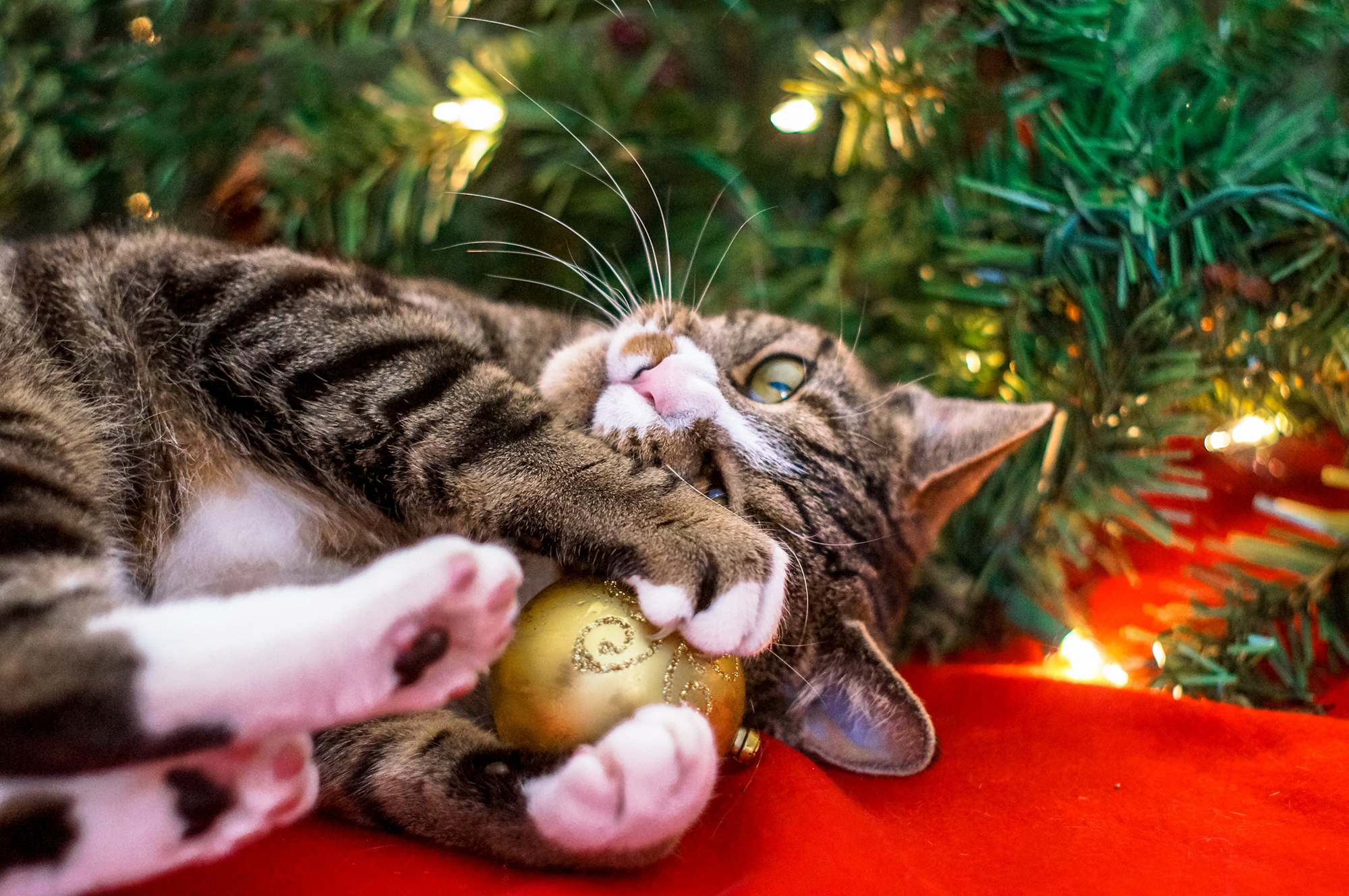 How To Celebrate National Cat Lovers' Month