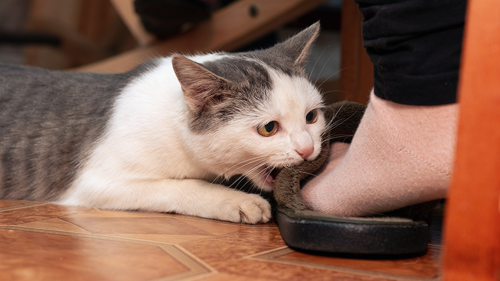 Reasons a Cat Chews on Things and How To Stop It
