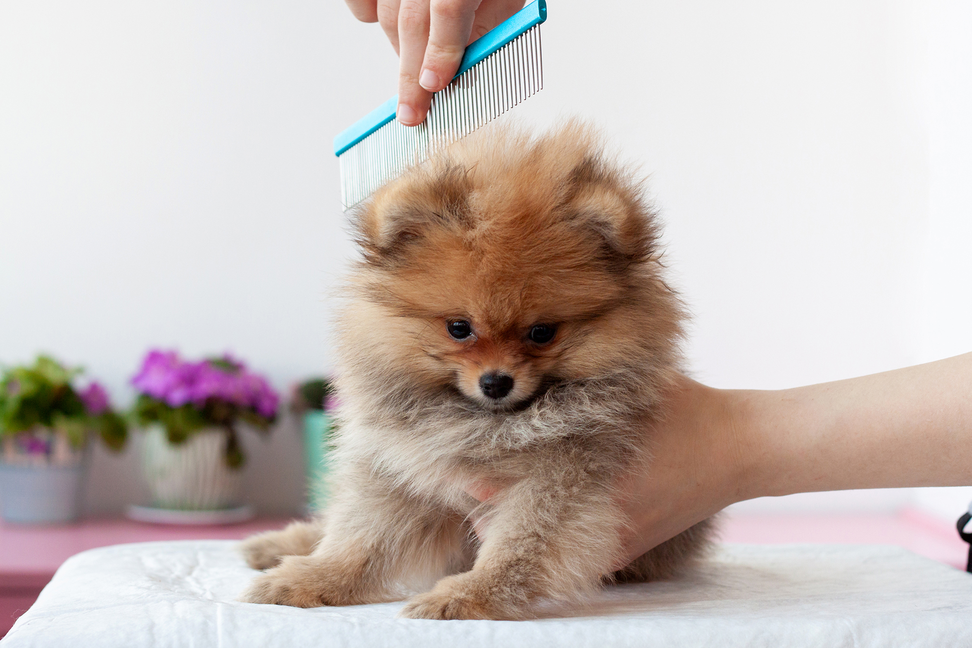 How To Get Rid of Dog Hair in Your Home