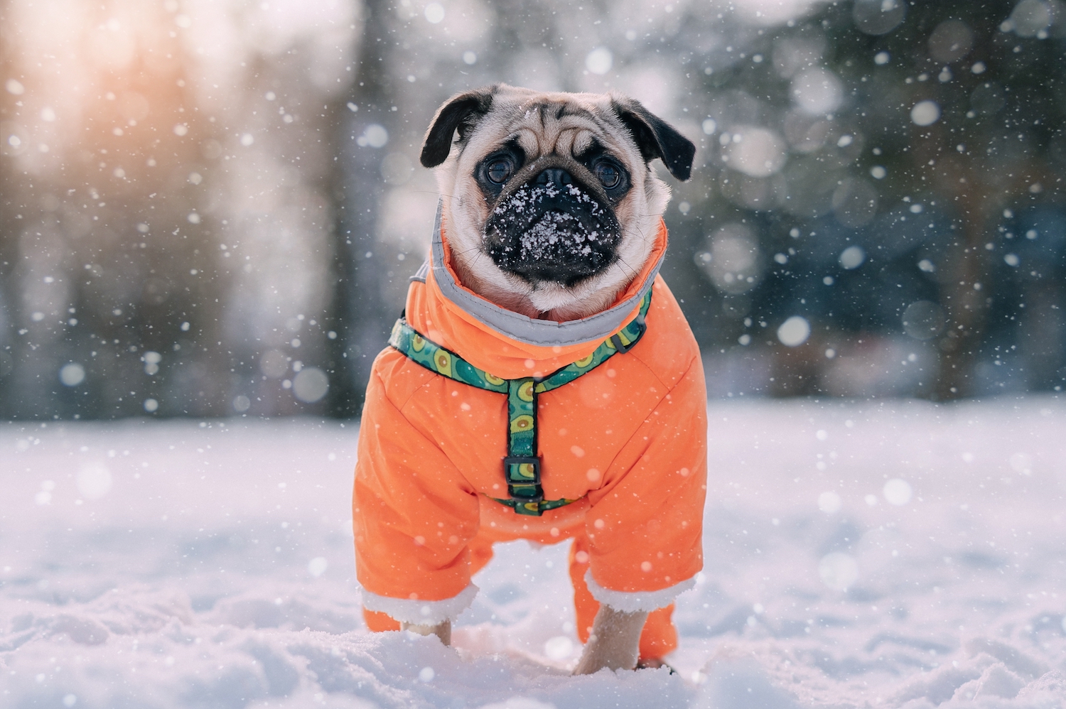 Tips For Bringing Your Dog Out Into the Snow
