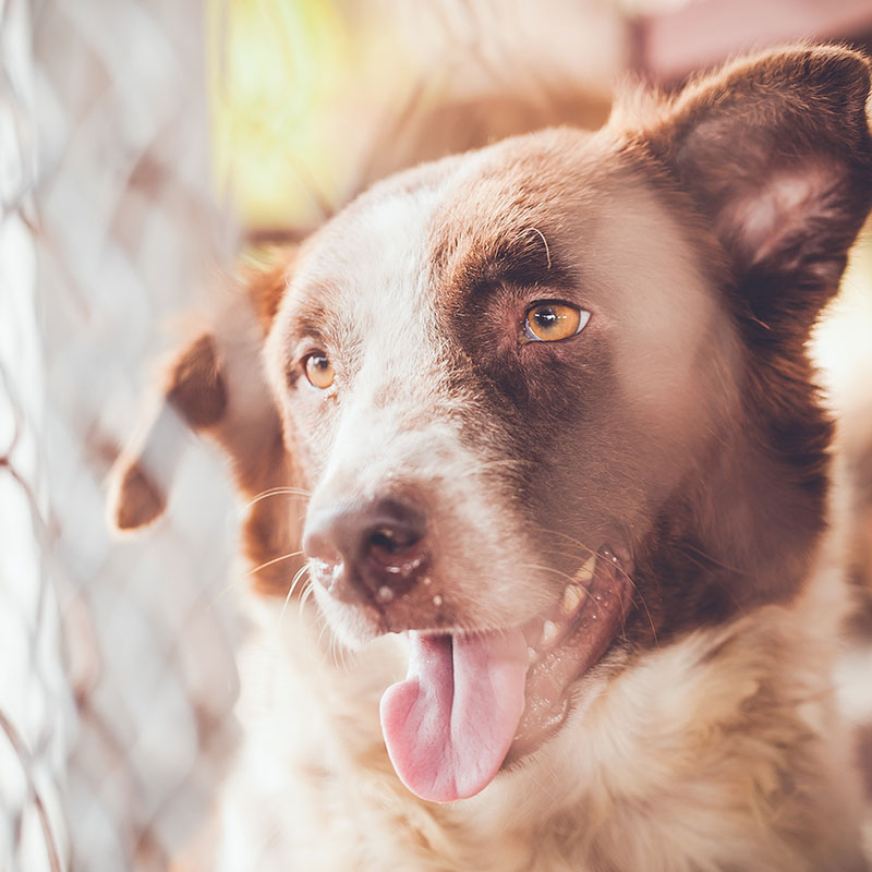 Celebrating Adopt a Shelter Pet Day on April 30th