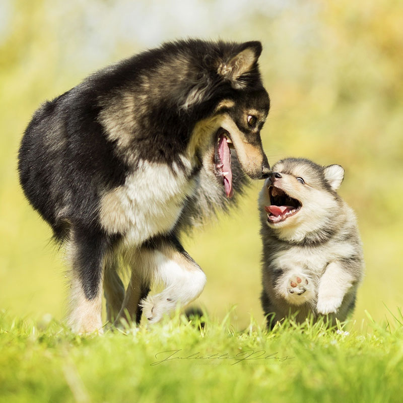 Gear up to celebrate National Pet Month in May