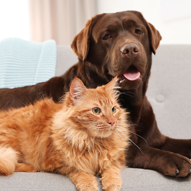 Celebrating National Pet Month in May