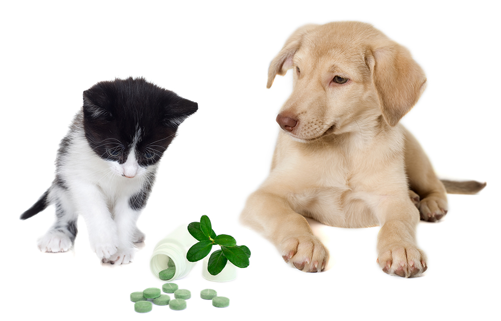 The Best Herbal Pet Supplements and Why Your Pet Needs Them