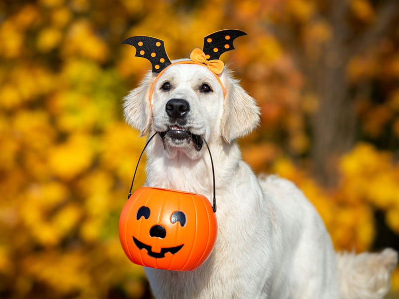 How To Safely Take Your Dog Trick-or-Treating