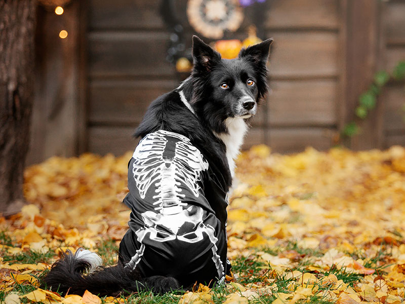 Halloween Safety and Fun for Dogs and Their Owners