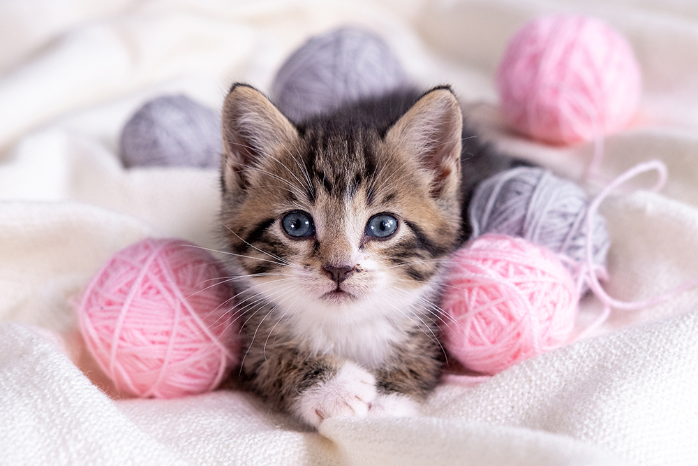 How To Care For a Newly Adopted Kitten