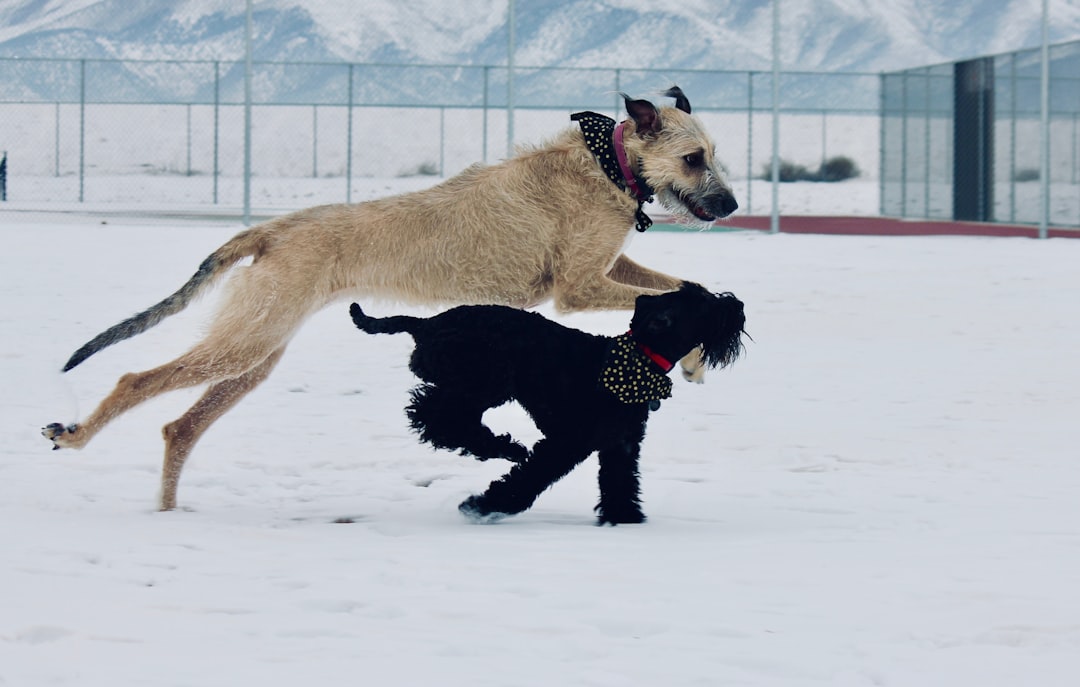 Beyond the Bowl: Top Winter Supplements for Happy Hounds