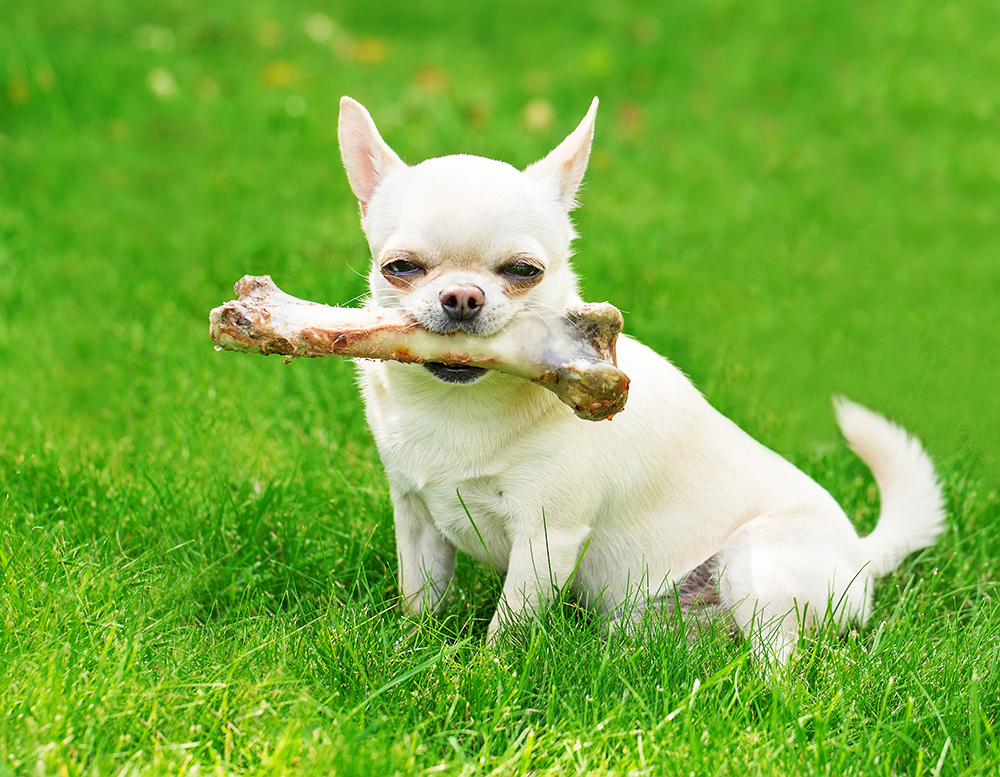 Healthy Natural Chews To Feed Your Dog