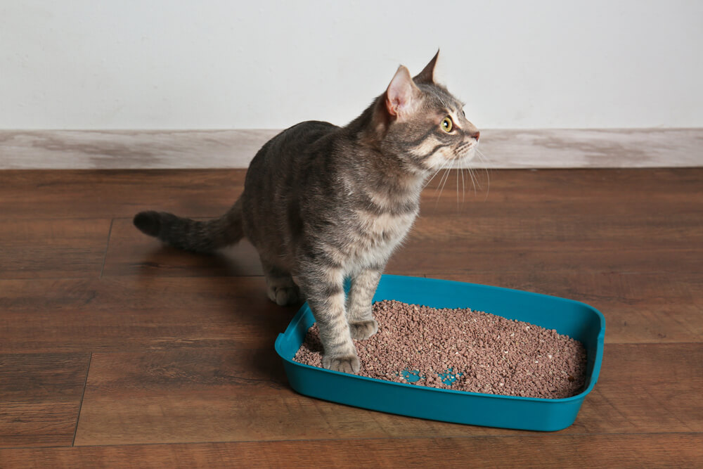 How To Clean a Litter Box