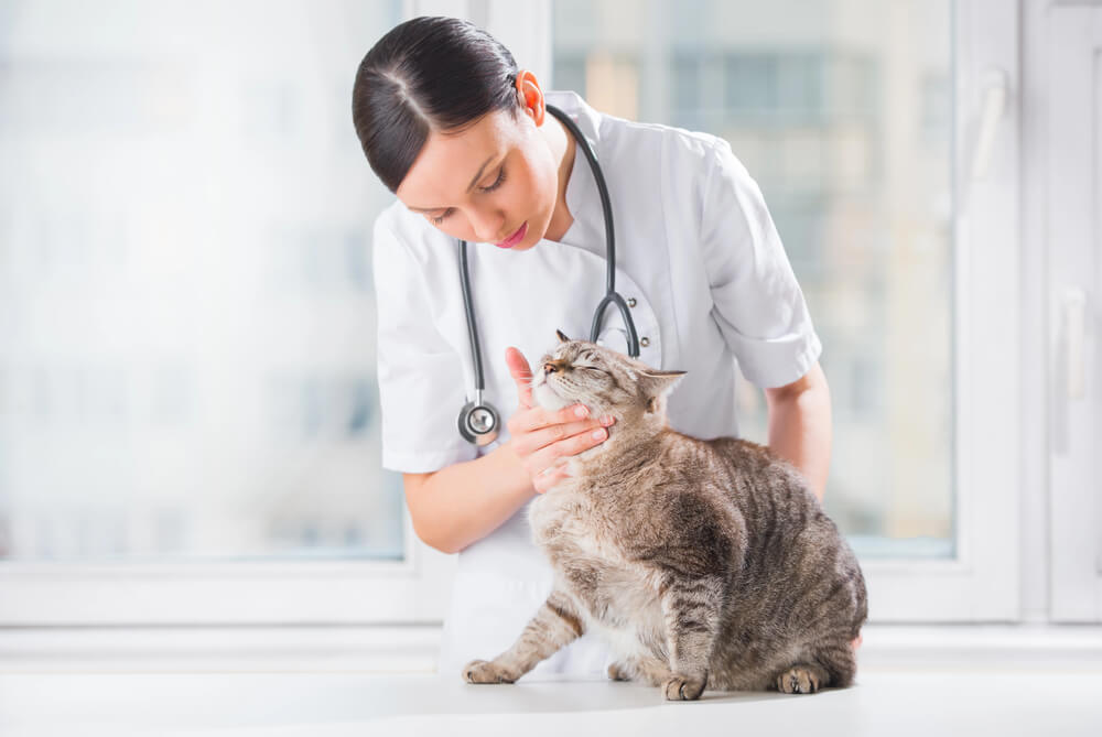 Tips for Giving Medicine to a Cat