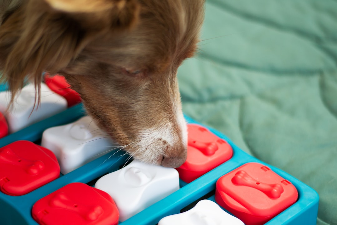 Beyond the Walk: Engaging Brain Games Your Dog Will Love