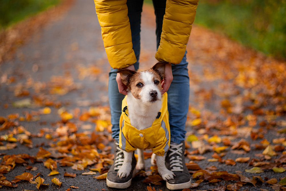 5 Fall Items Your Pets Can't Live Without