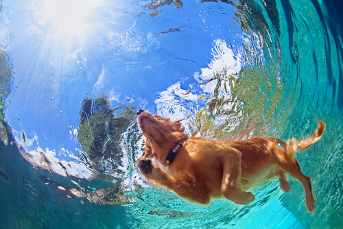 8 Tips to Get Your Furry Friend Ready for the Summer