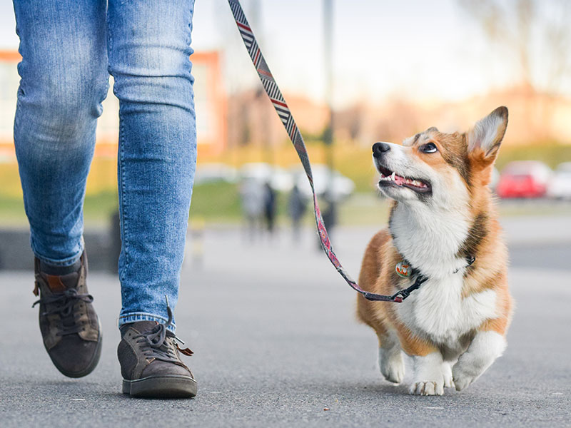 How Much Should You Walk Your Dog?