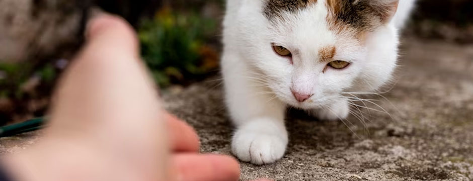 Understanding Cat Behavior: What They're Really Saying