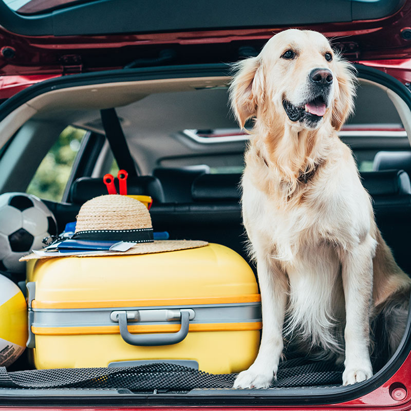 Travel the Right Way: Don't Leave the Pup Behind