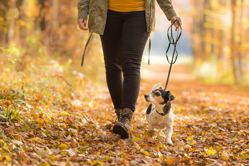 8 Ways You Can Benefit From Walking Your Dog