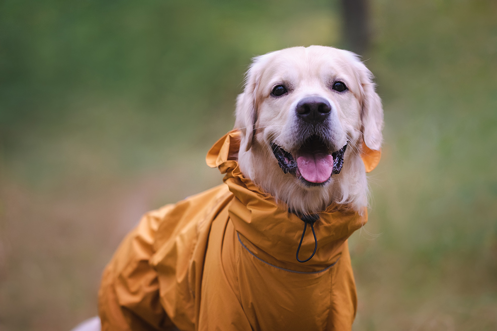 5 Great Weatherproof Outerwear Choices for Your Dog
