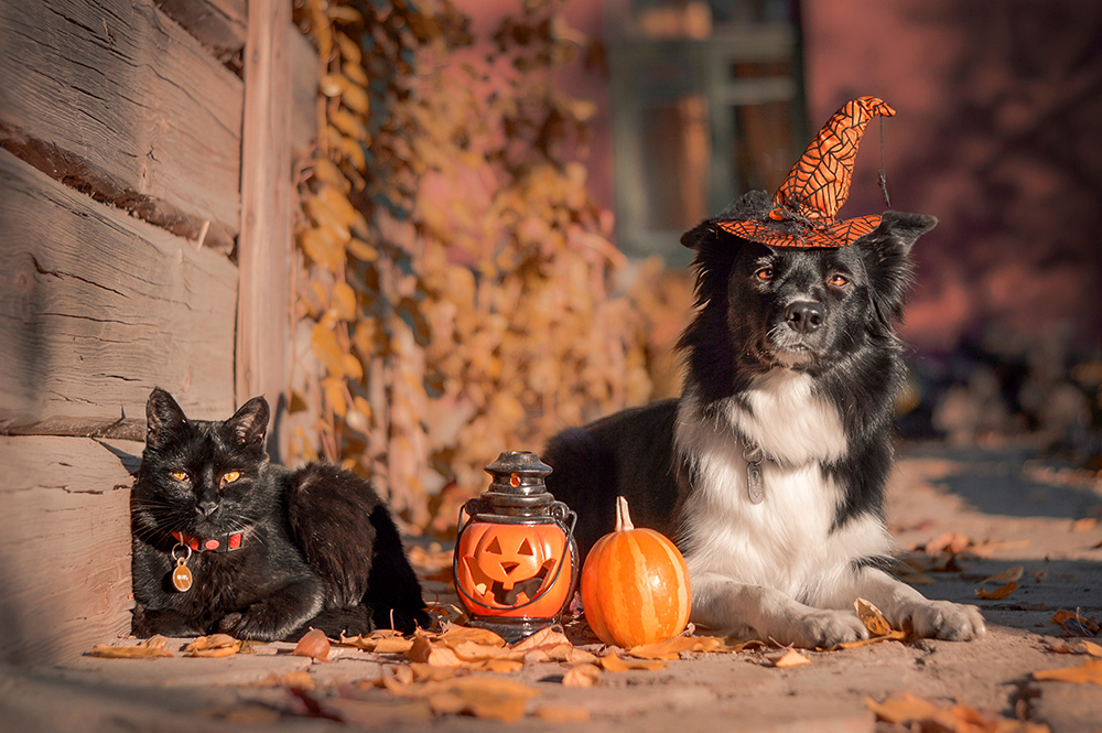Keeping Your Pets Healthy and Happy This Halloween
