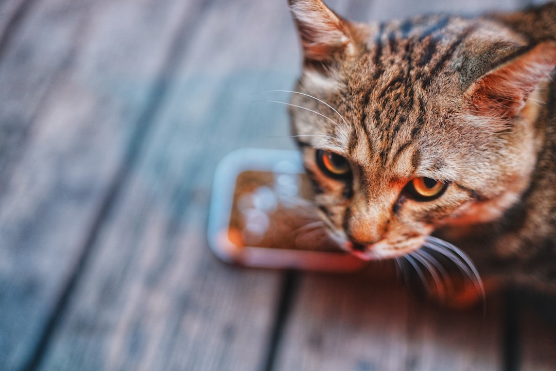 The Purr-fect Choice: Hydrolyzed Protein Cat Food Options