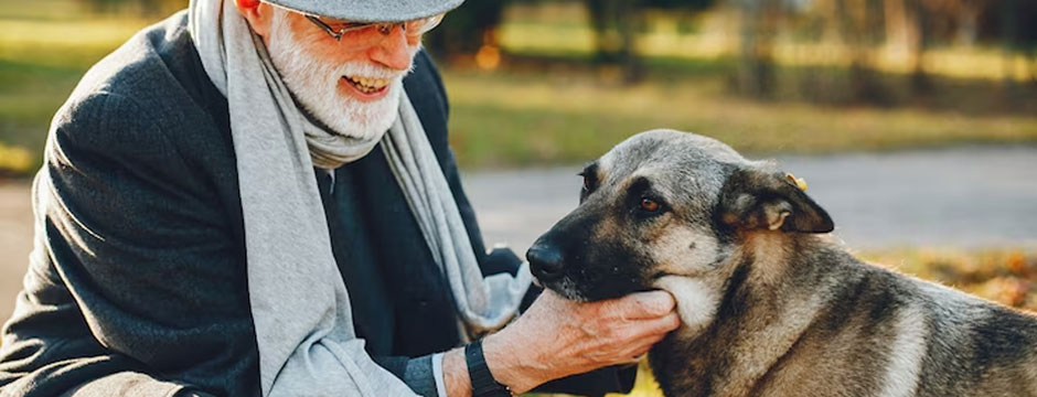 The Benefits of Adopting a Senior Dog