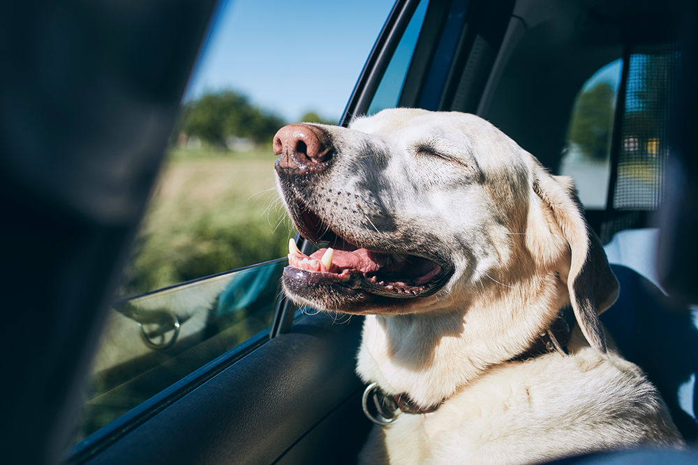 8 Tips To Make Your Car Pet-Friendly