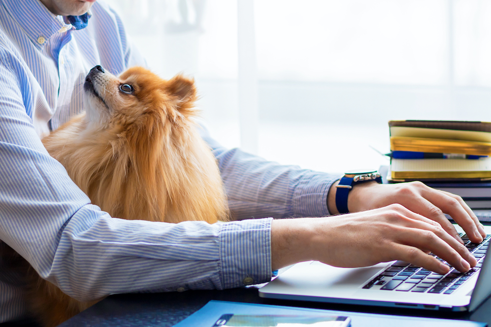 Guide To Bring Your Pet To Work Successfully
