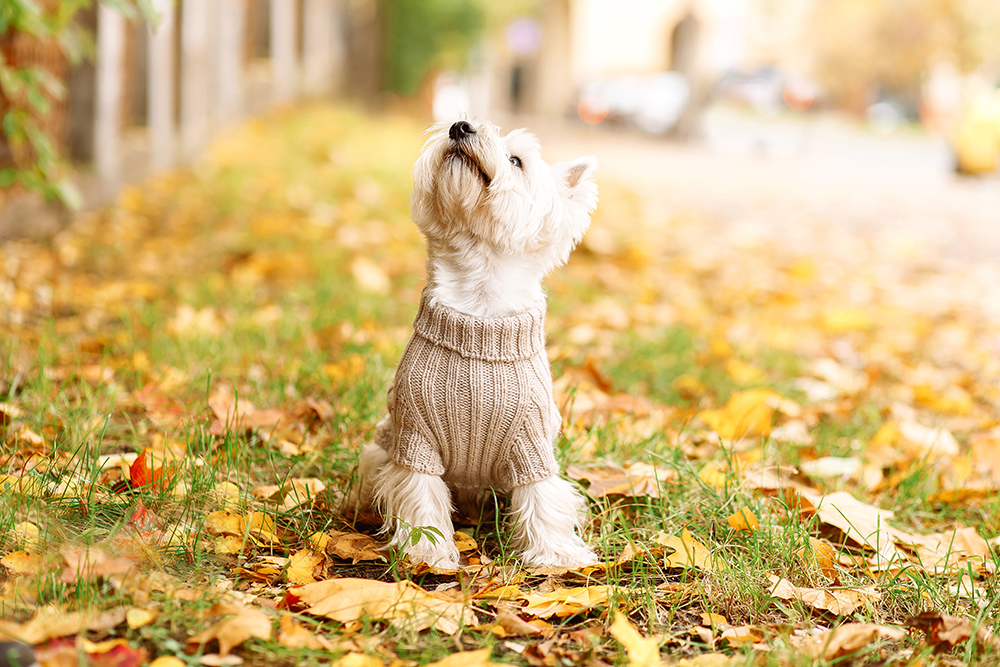 Best Dog Fashion Ideas for Thanksgiving
