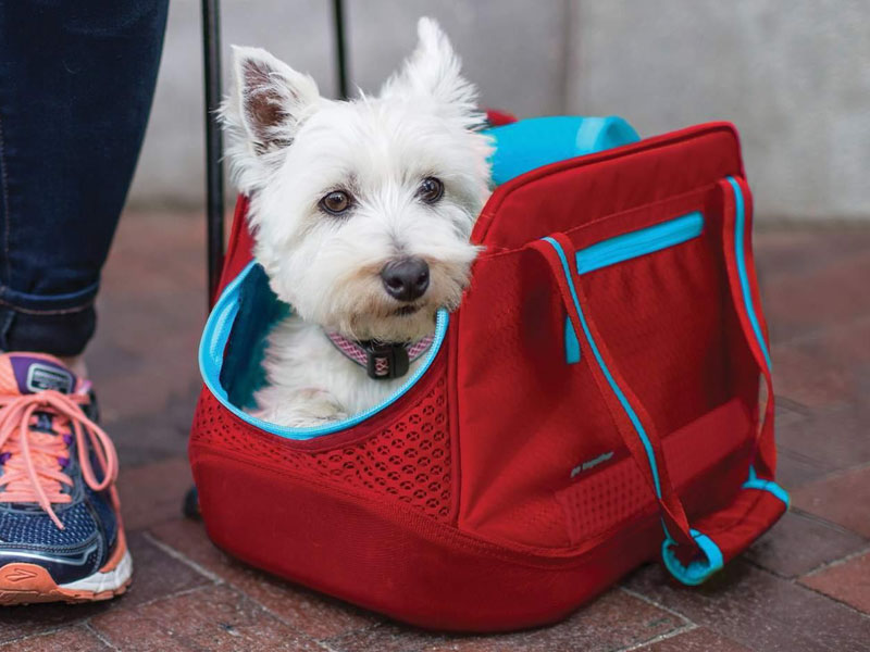 Pet Carrier Guide