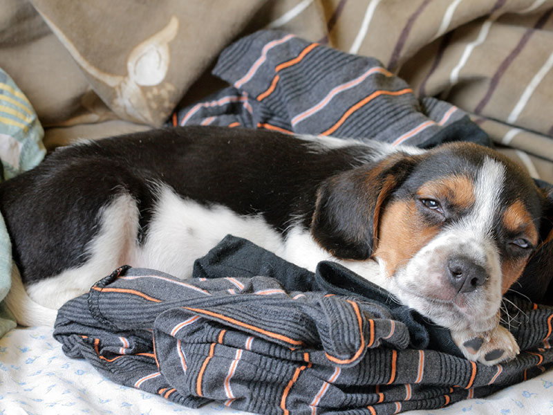 What To Do When Your Dog Sleeps on Your Clothes