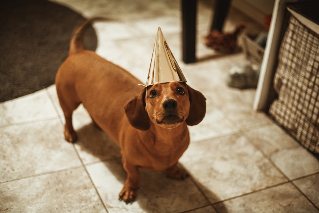 Pup-tastic Headwear: A Guide to Dog Hats