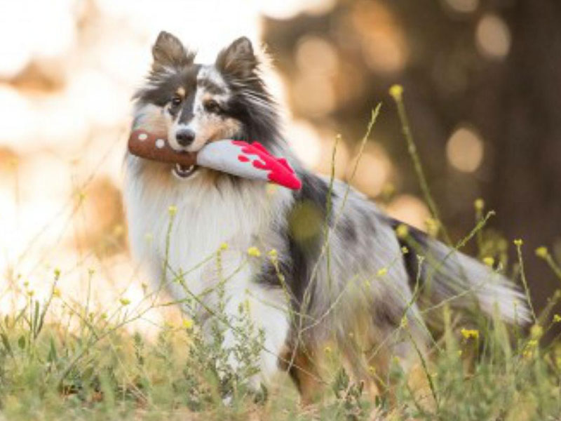No Tricks, all Treats: The Best Halloween Toys for Spoiling Your Pup