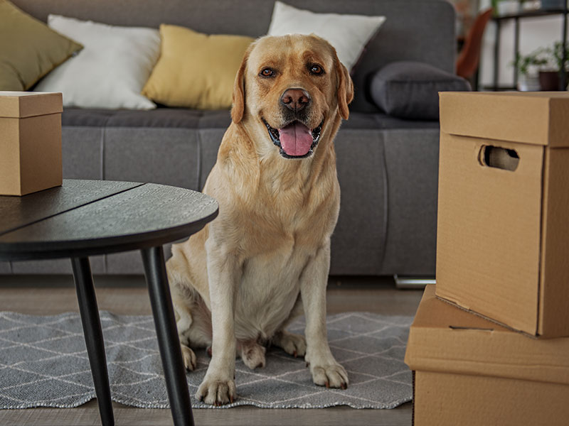 Renting With a Pet - Tips and Tricks